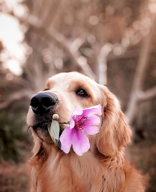 A golden retriever with a pink flower in its mouth