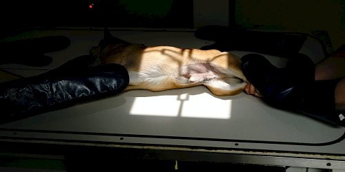 A dog on an exam table